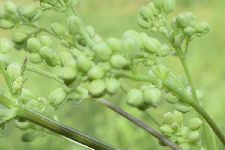 Thalictrum lucidum / Pigamo maggiore (Ranunculaceae)